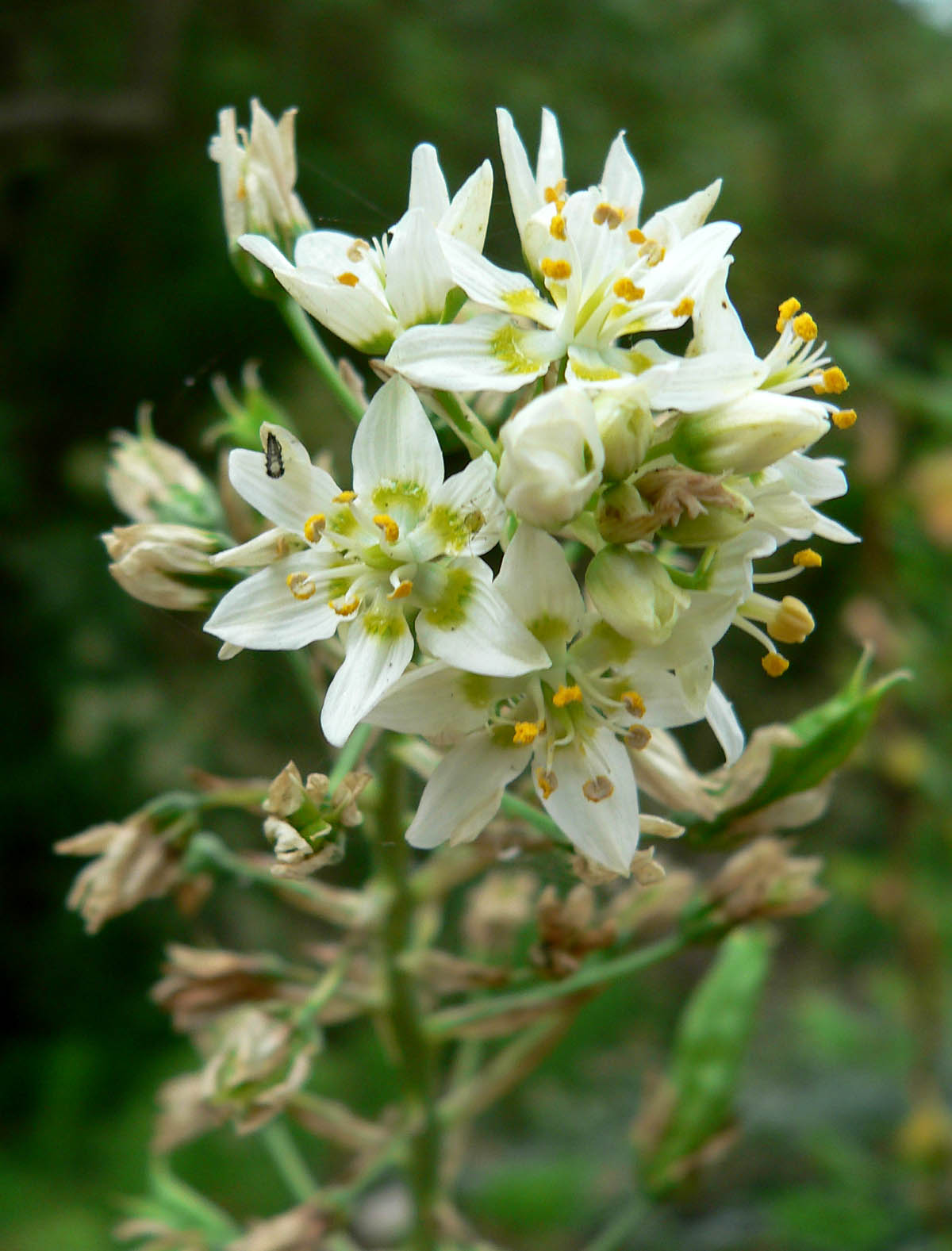 Imagem de referência de Zigadenus, descrito nos dados abertos como género de plantas