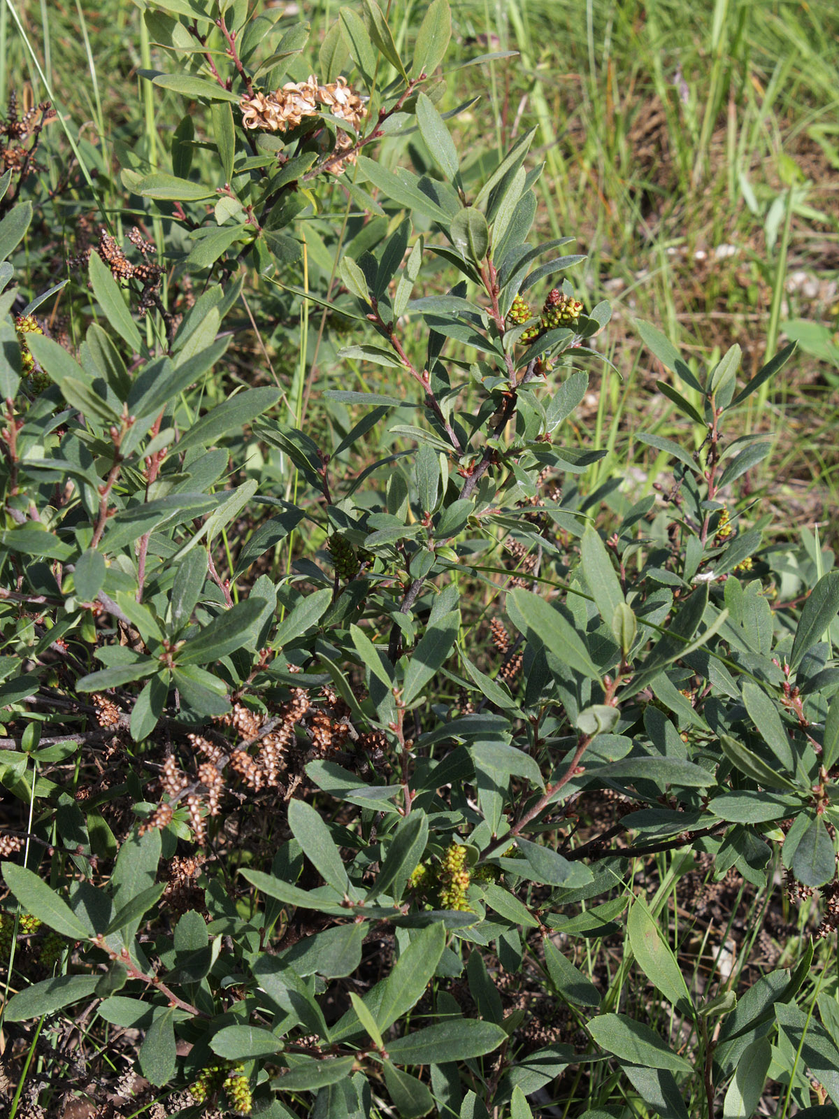 Imagem de referência de Myricaceae, descrito nos dados abertos como família de plantas com flor, da ordem Fagales, que inclui diversas espécies de arbustos