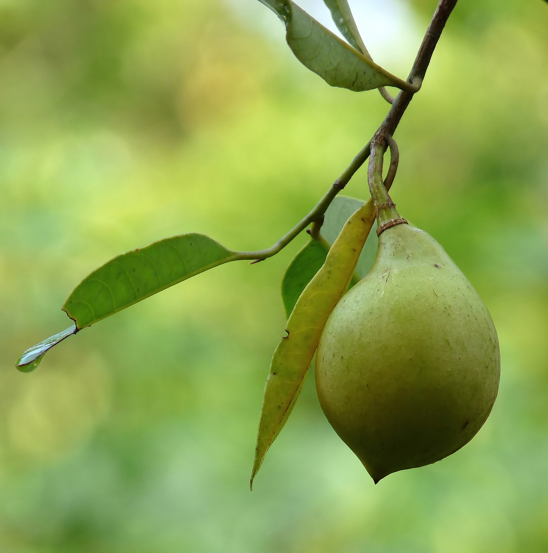 Imagem de referência de Myristica, descrito nos dados abertos como género de plantas