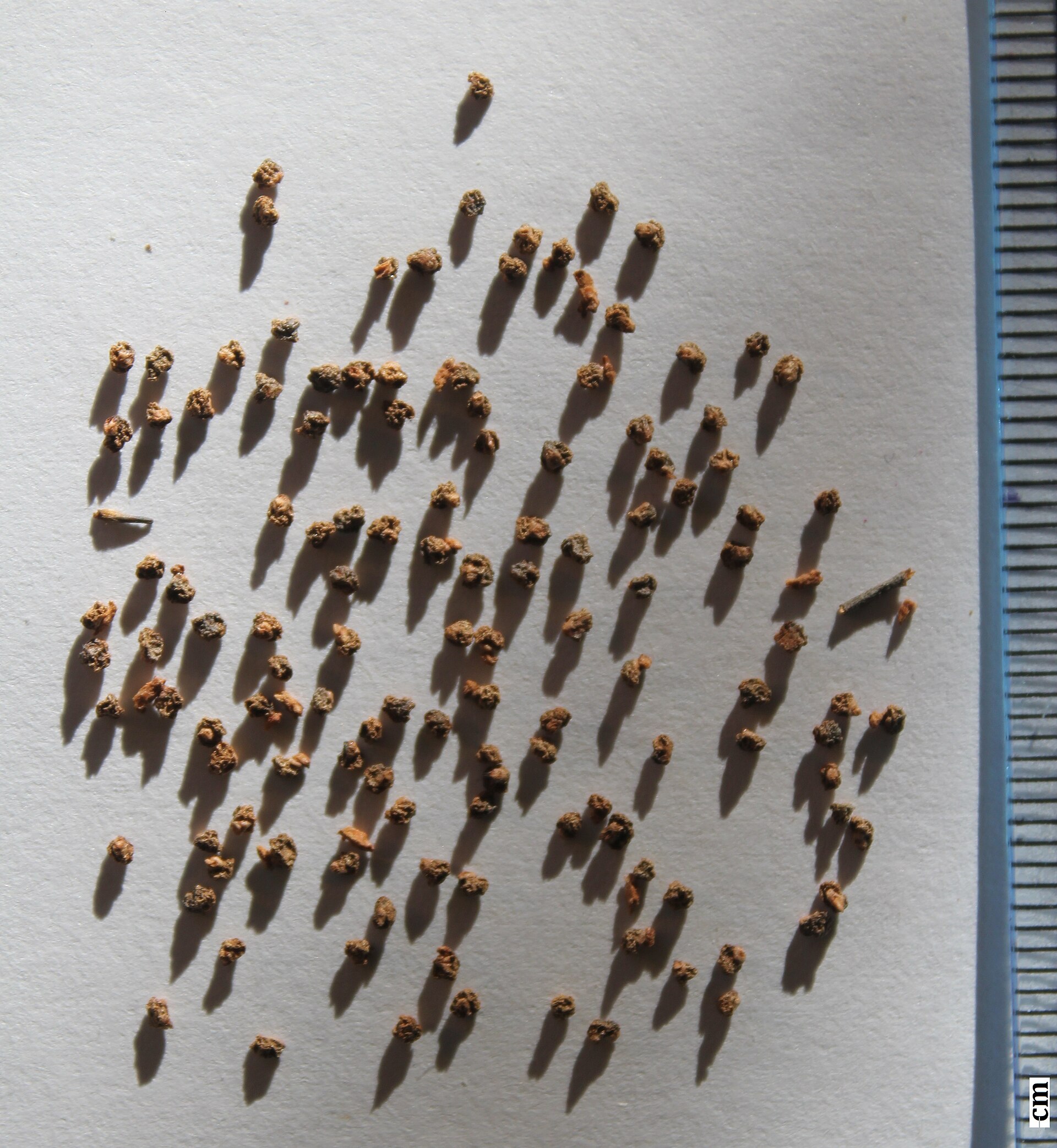 Imagem de referência de Clethraceae, descrito nos dados abertos como família das plantas angiospérmicas