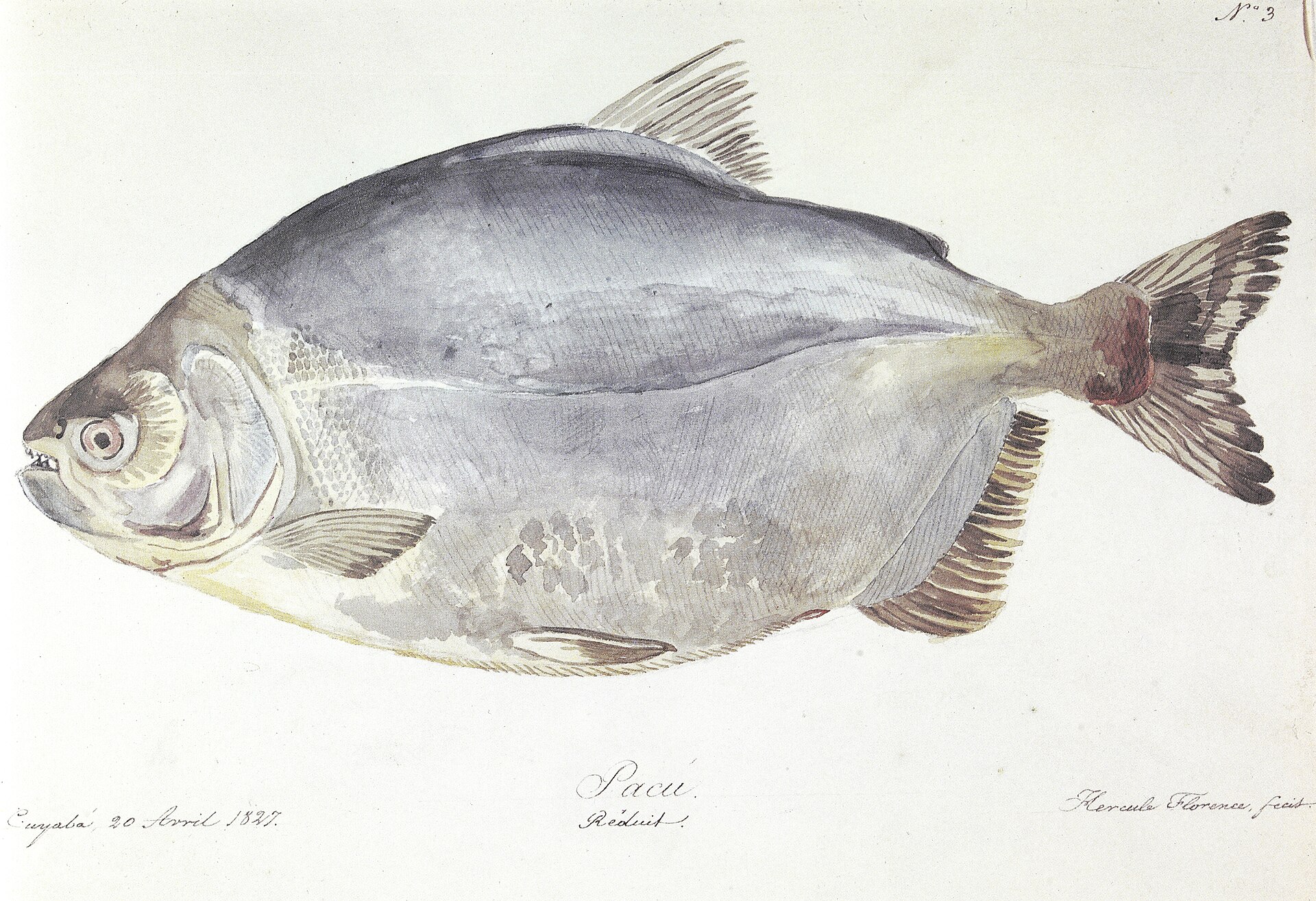 Imagem de referência de Nº 3. Pacú. Réduit. Cuyabá, 20 Avril 1827. Hercule Florence, fecit., descrito nos dados abertos como obra do acervo do Instituto Hercule Florence