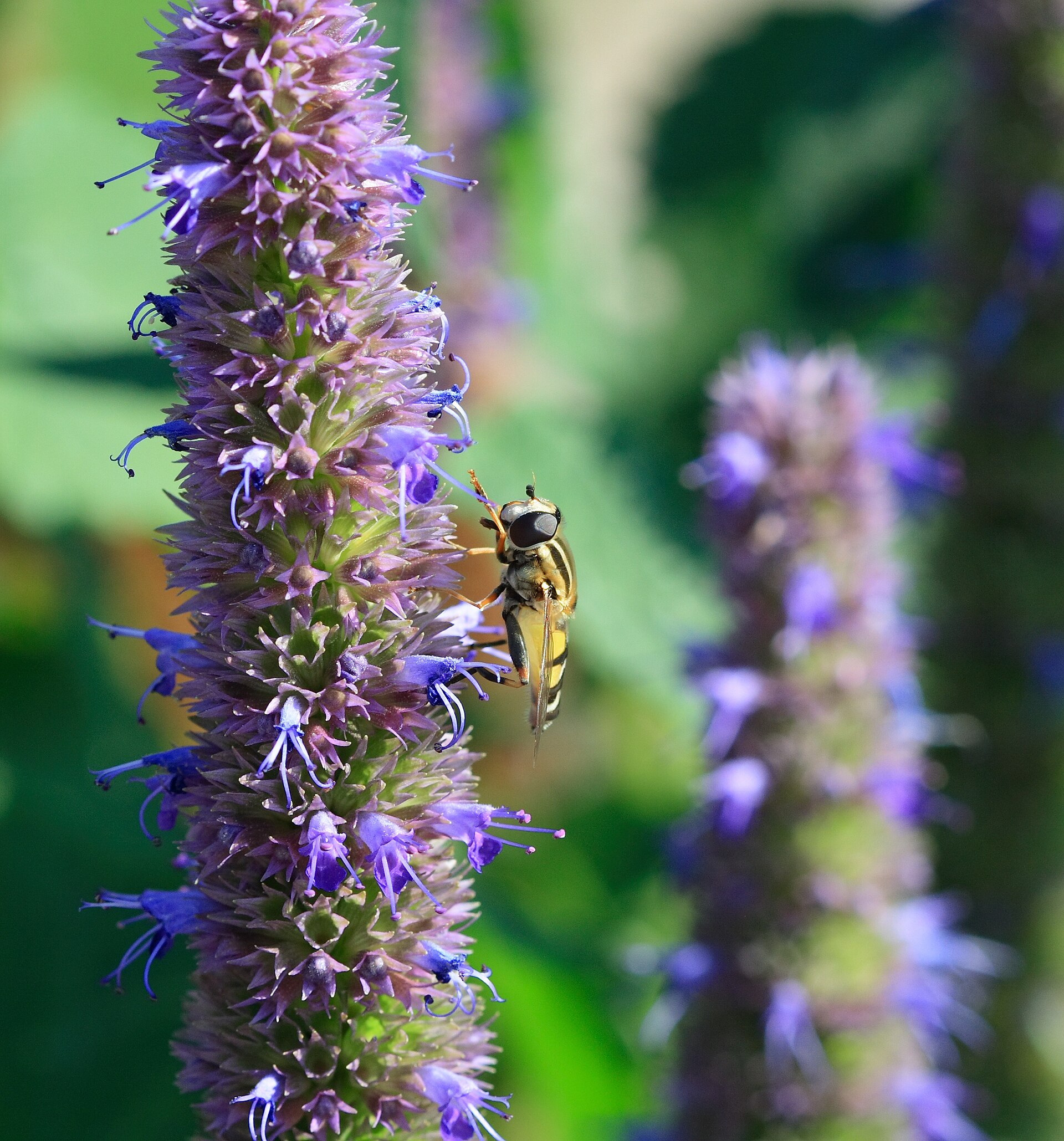 Imagem de referência de Agastache, descrito nos dados abertos como género de plantas