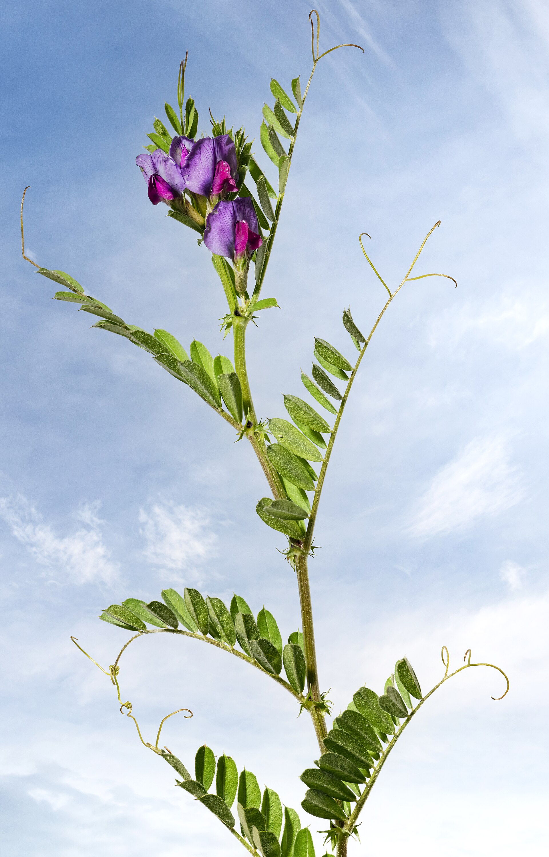 Imagem de referência de Vicia sativa, descrito nos dados abertos como espécie de planta
