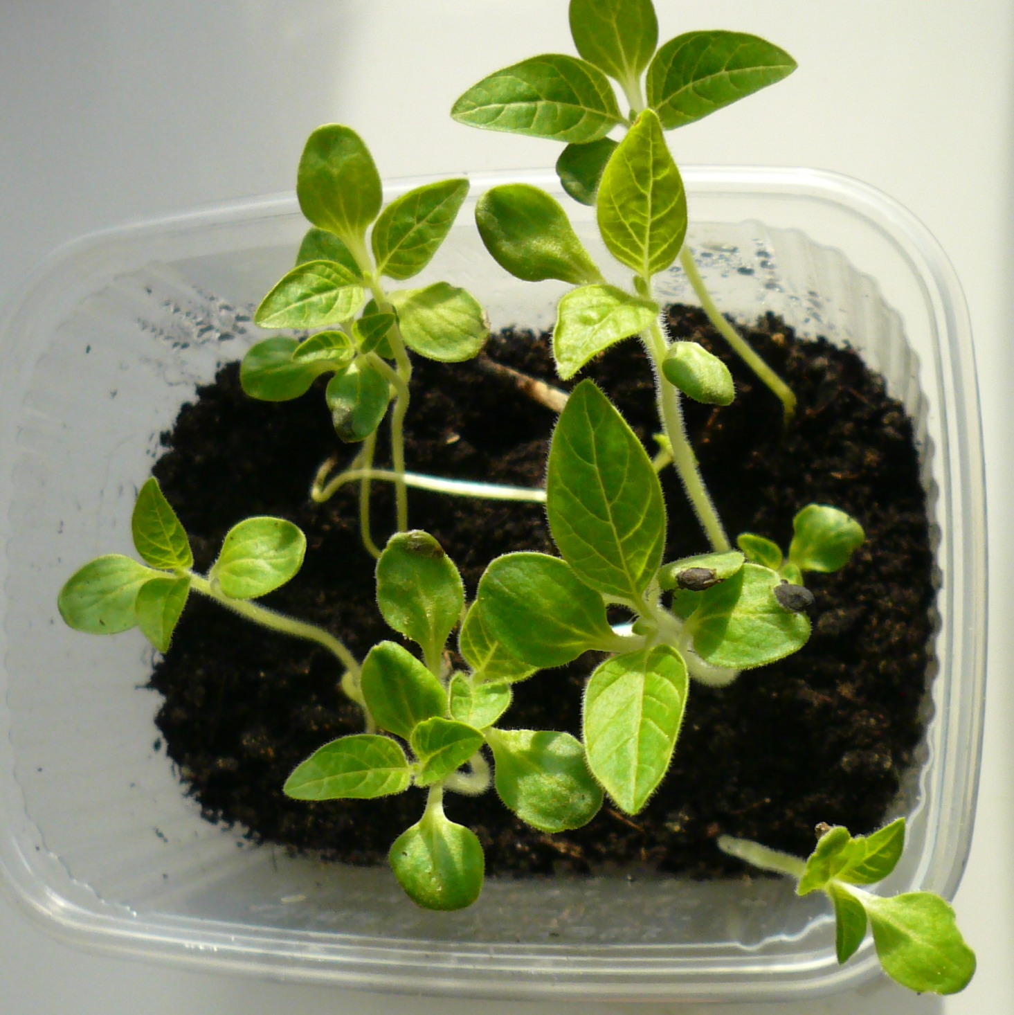 Imagem de referência de Sesamum, descrito nos dados abertos como género de plantas