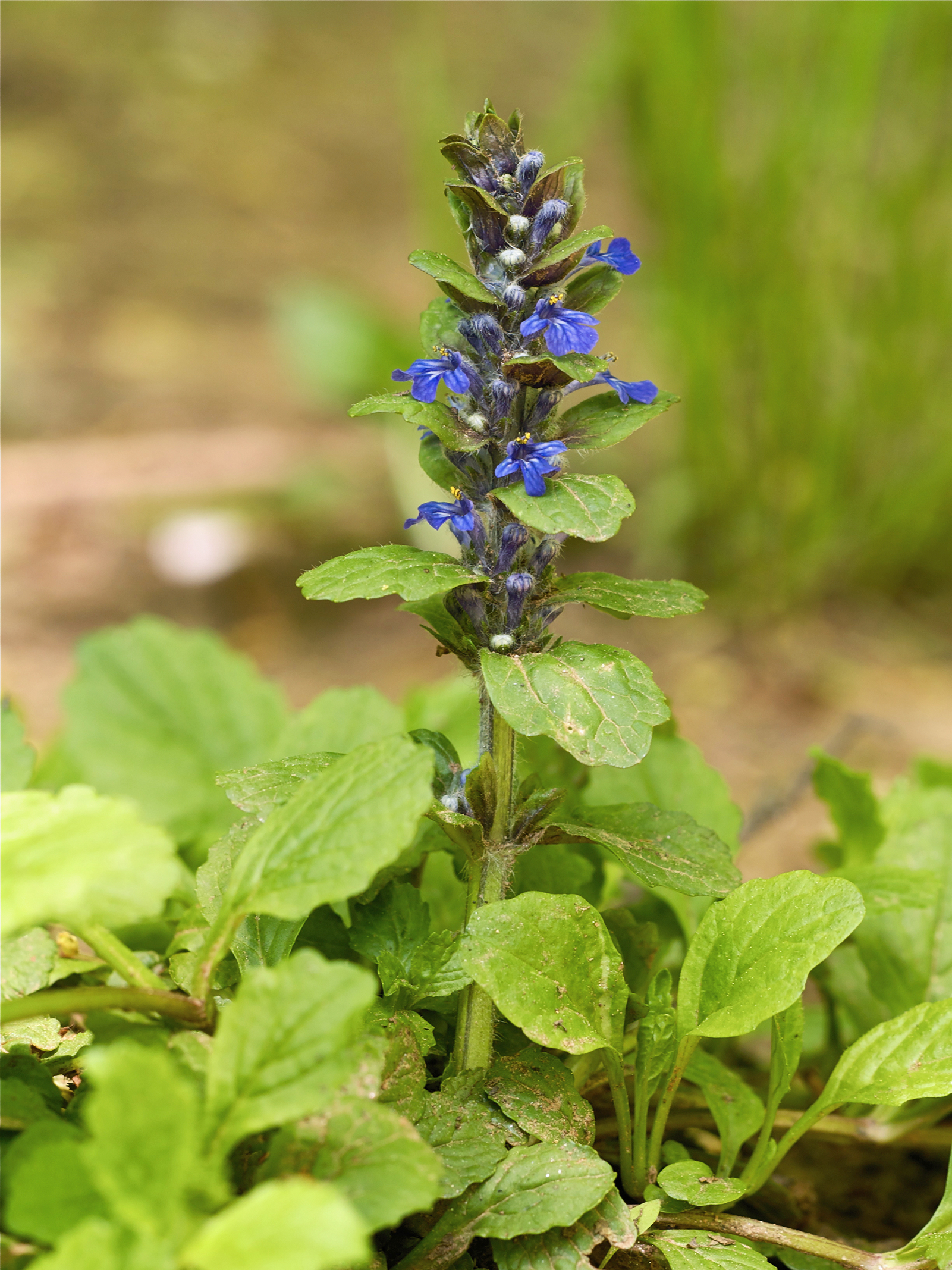 Imagem de referência de Ajuga, descrito nos dados abertos como género de plantas
