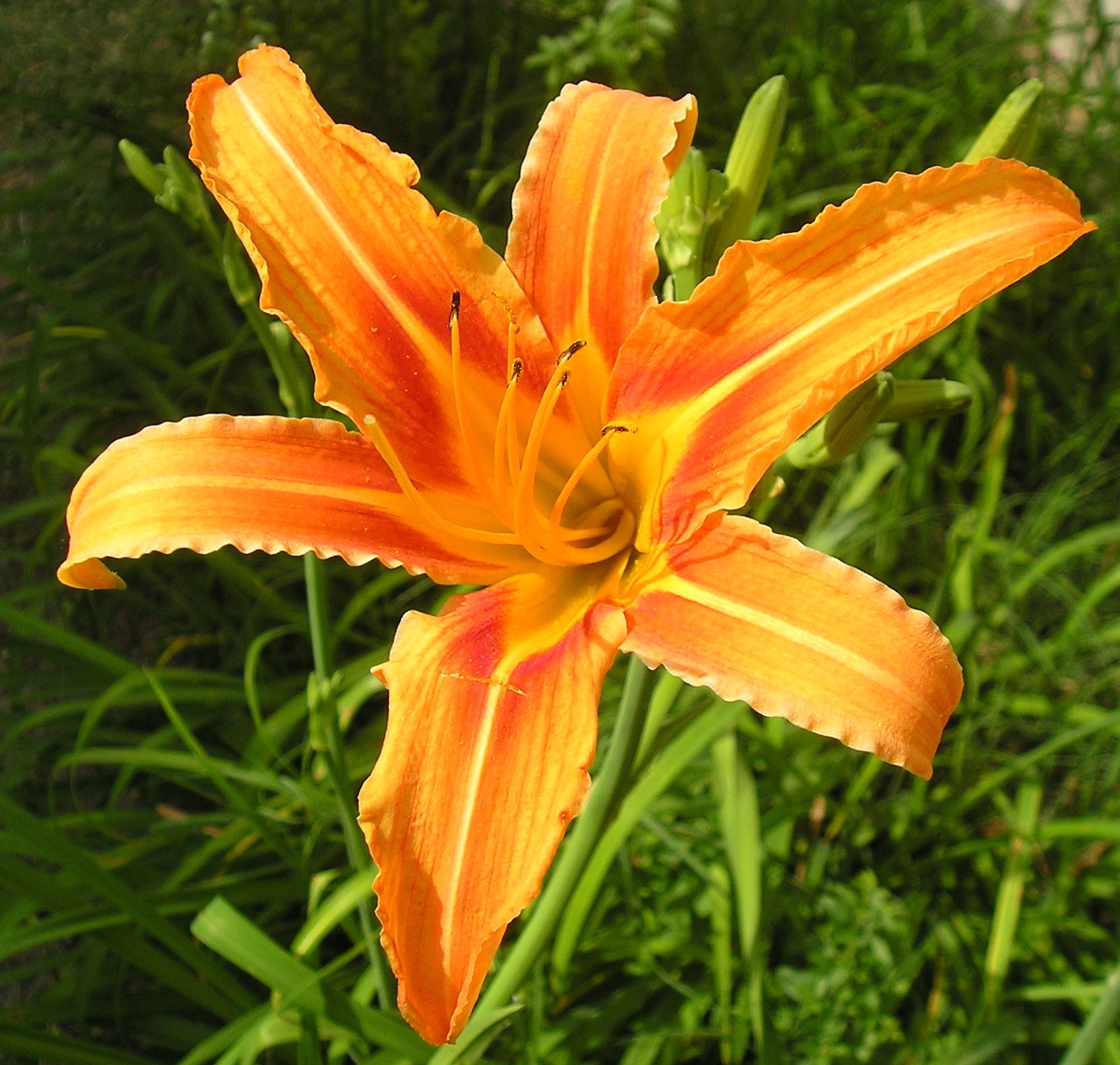Imagem de referência de Hemerocallis, descrito nos dados abertos como género de plantas