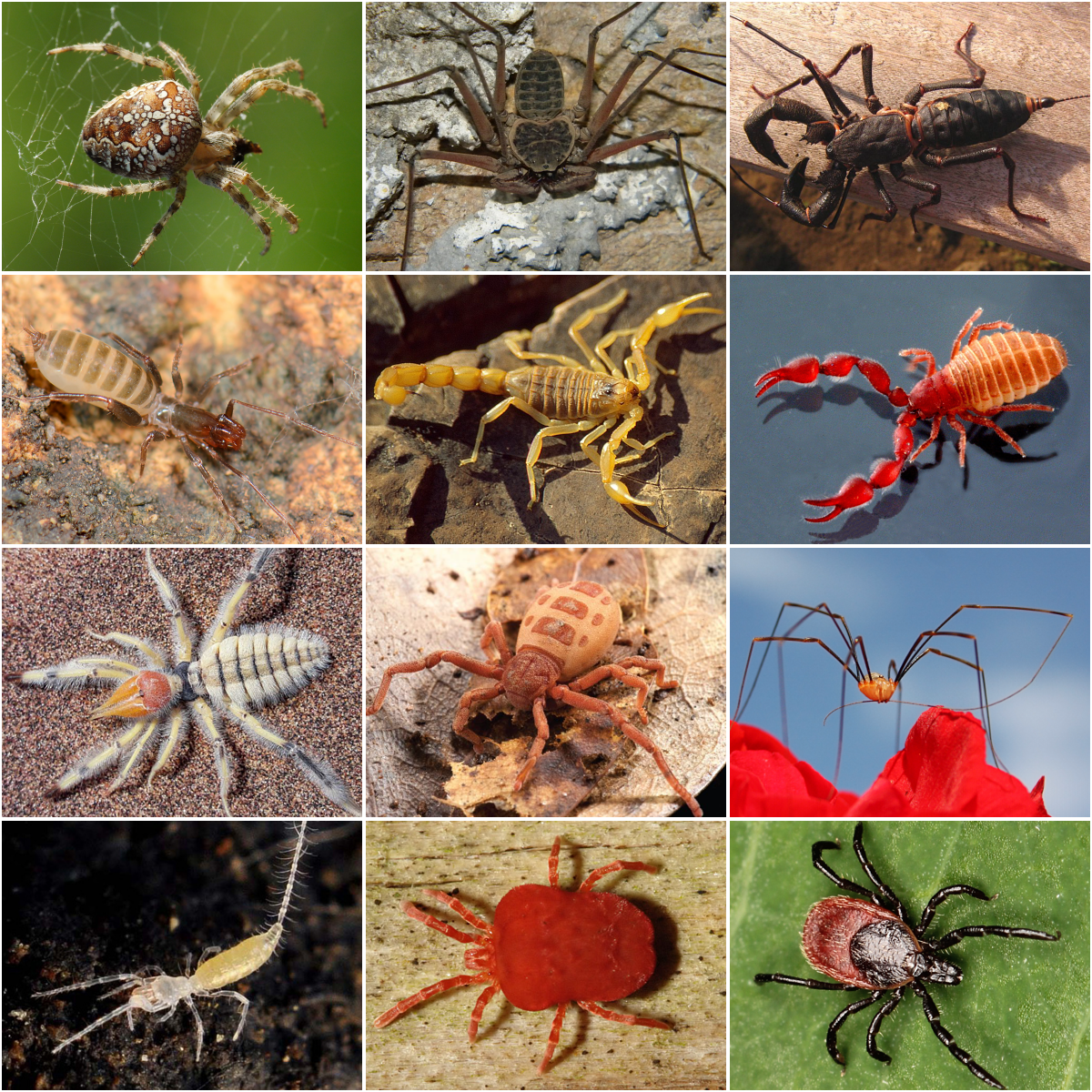 Imagem de referência de aracnídeo, descrito nos dados abertos como classe do filo dos artrópodes que inclui aranhas, escorpiões, ácaros e etc