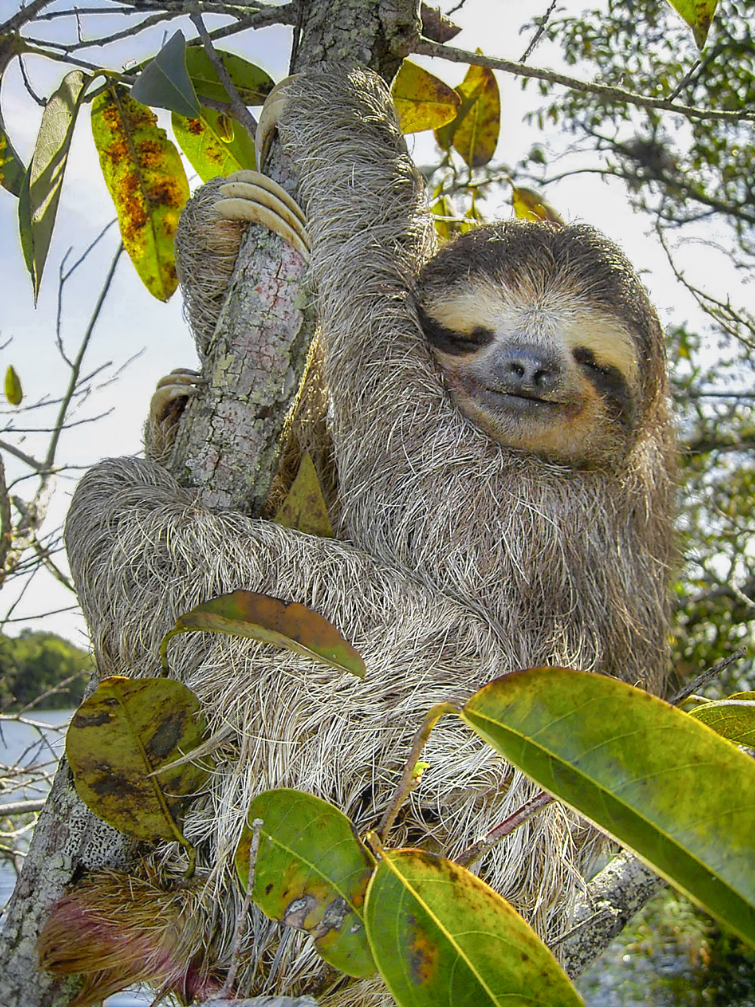 Imagem de referência de bicho-preguiça, descrito nos dados abertos como subordem de mamíferos arborícolas conhecidos pela lentidão