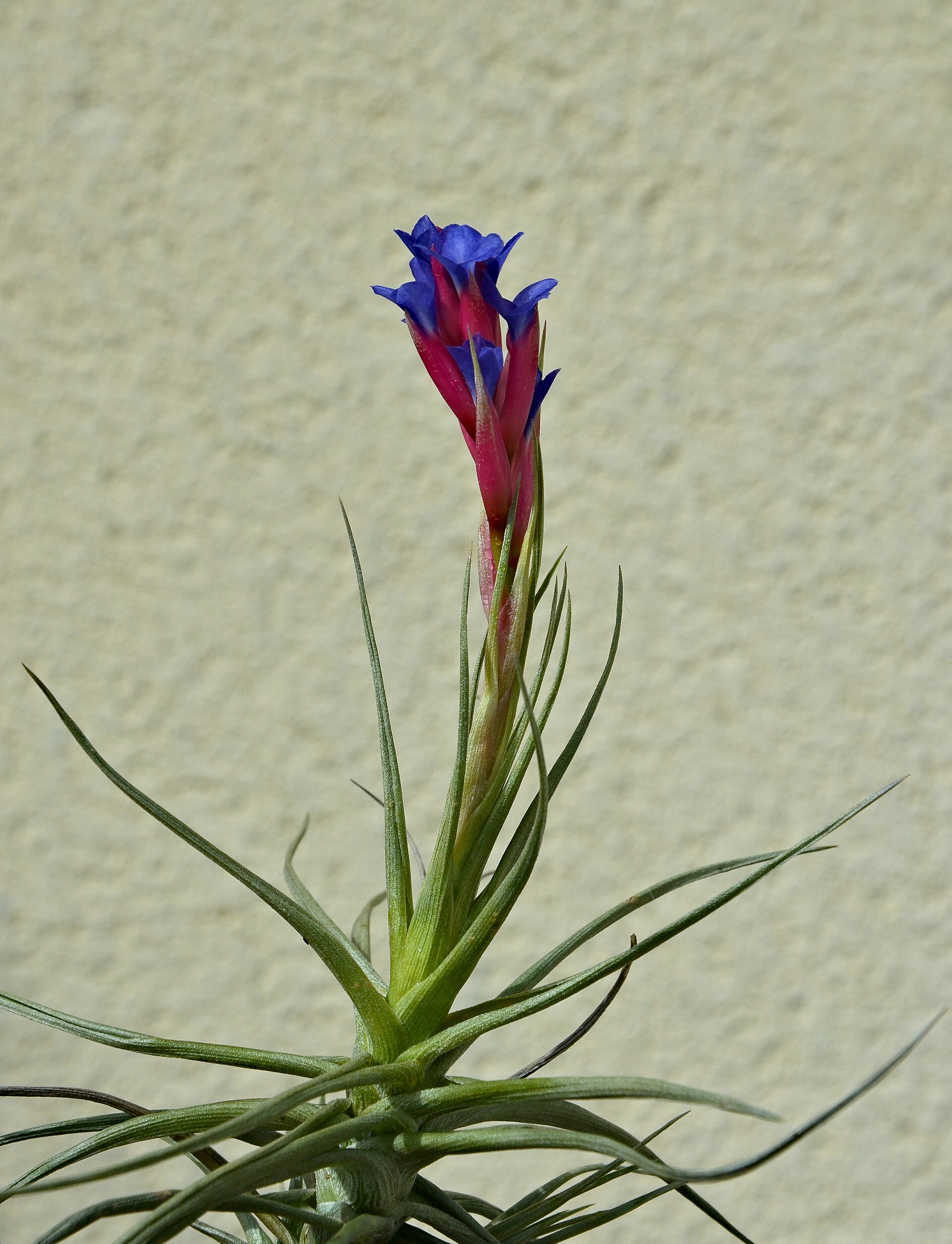 Imagem de referência de Tillandsia, descrito nos dados abertos como género de plantas
