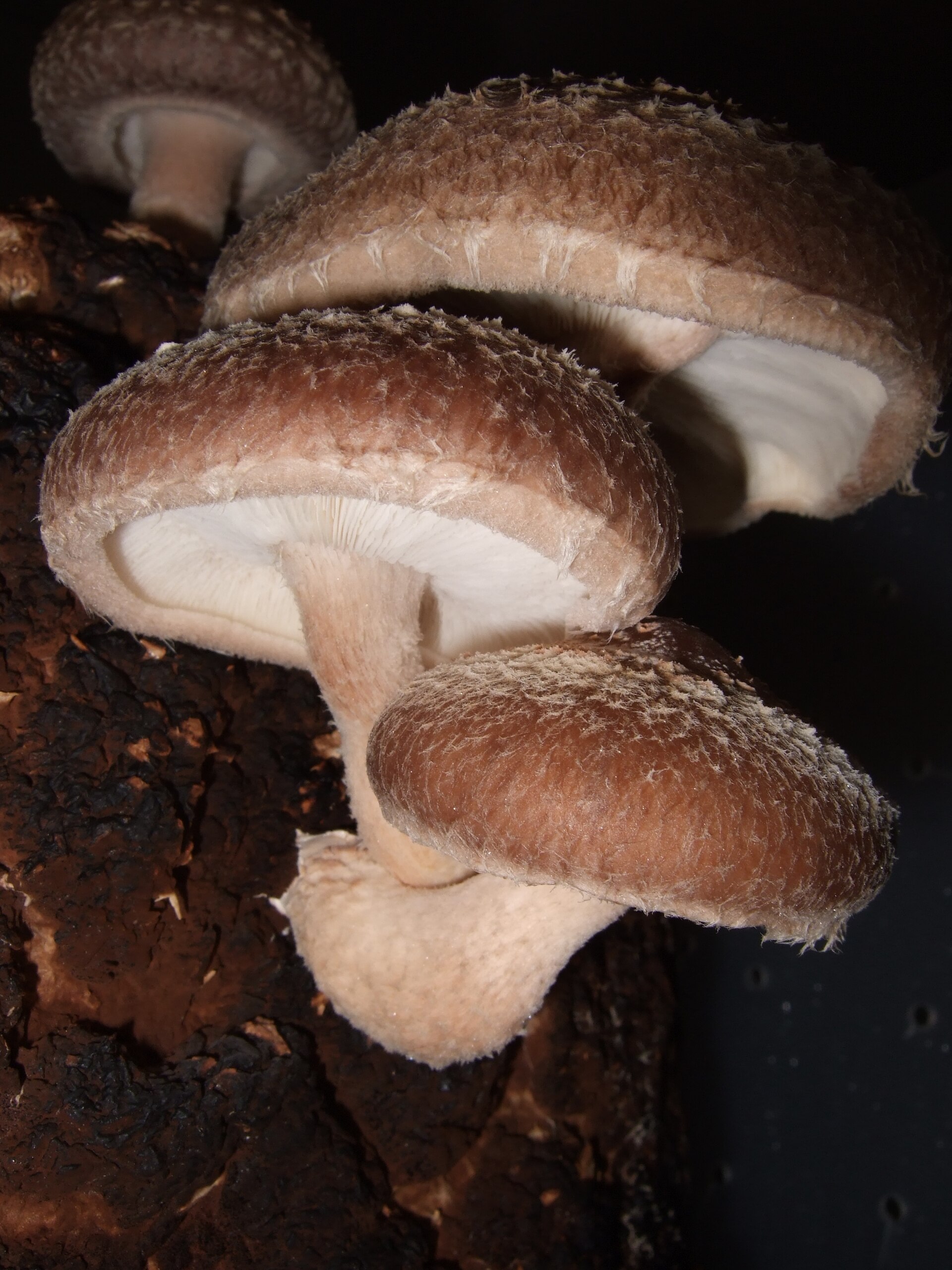 Imagem de referência de shiitake, descrito nos dados abertos como espécie de fungo