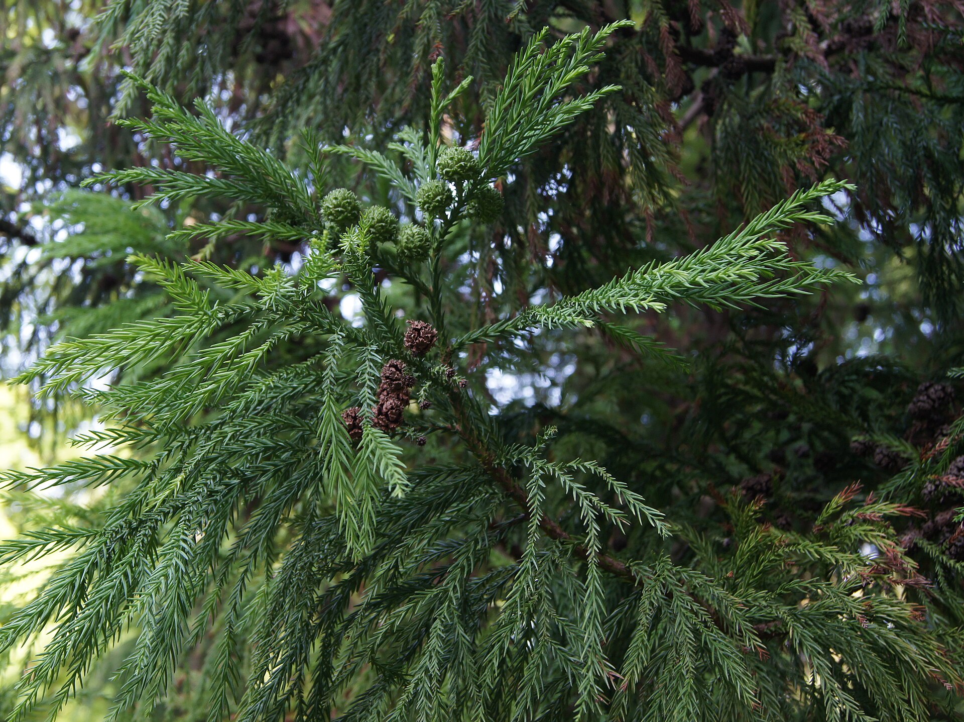 Imagem de referência de Cryptomeria, descrito nos dados abertos como género de plantas