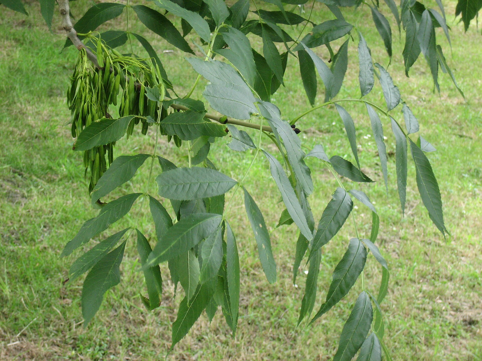 Imagem de referência de Fraxinus, descrito nos dados abertos como género de plantas