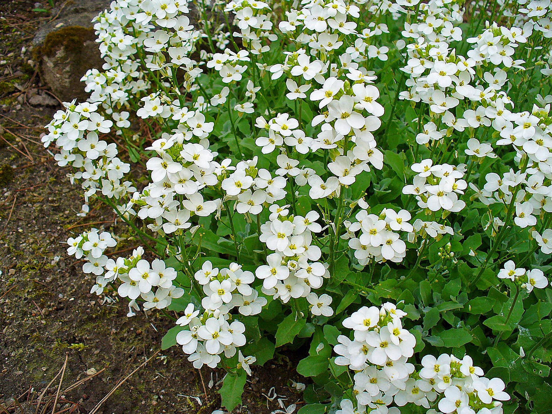 Imagem de referência de Arabis, descrito nos dados abertos como género de plantas