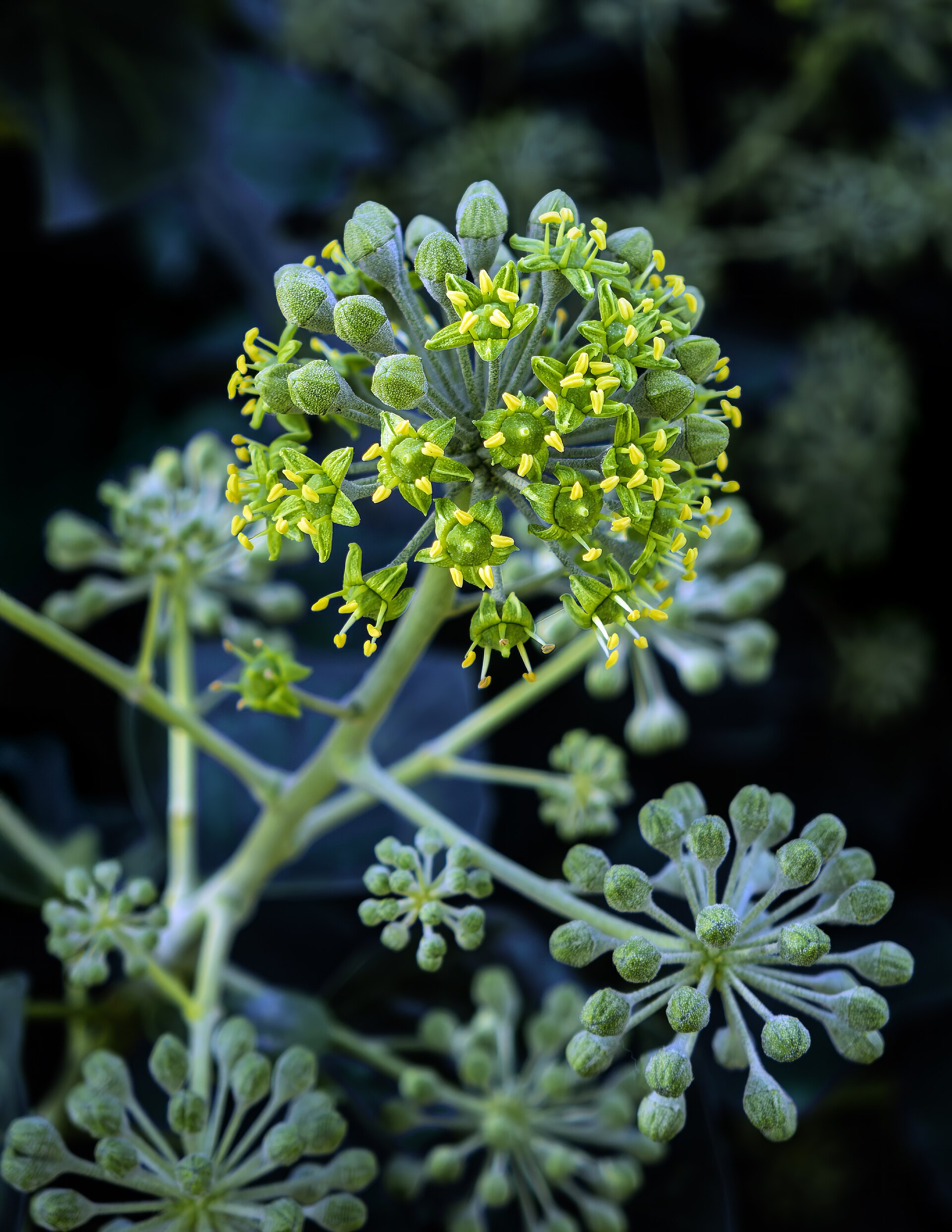 Imagem de referência de Araliaceae, descrito nos dados abertos como família de plantas