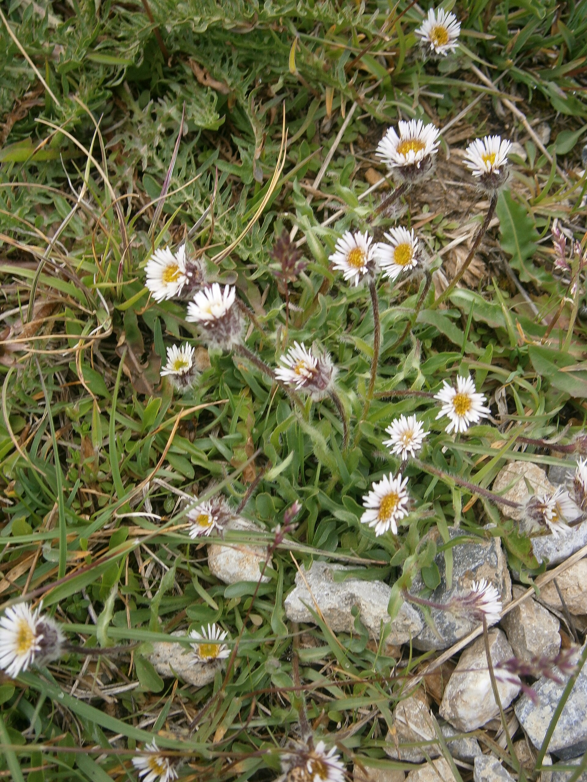 Imagem de referência de Erigeron, descrito nos dados abertos como género de plantas