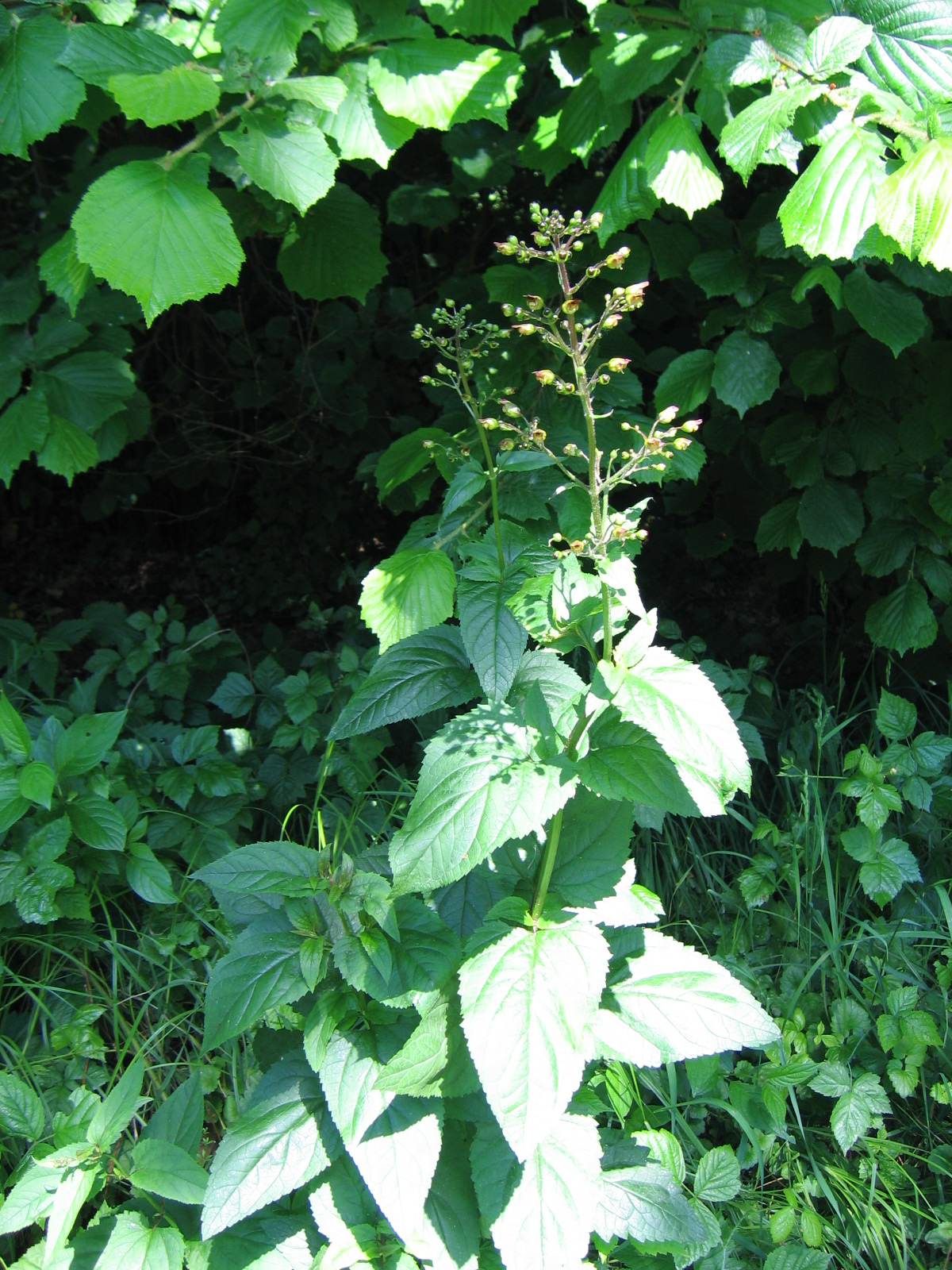 Imagem de referência de Scrophularia, descrito nos dados abertos como género de plantas