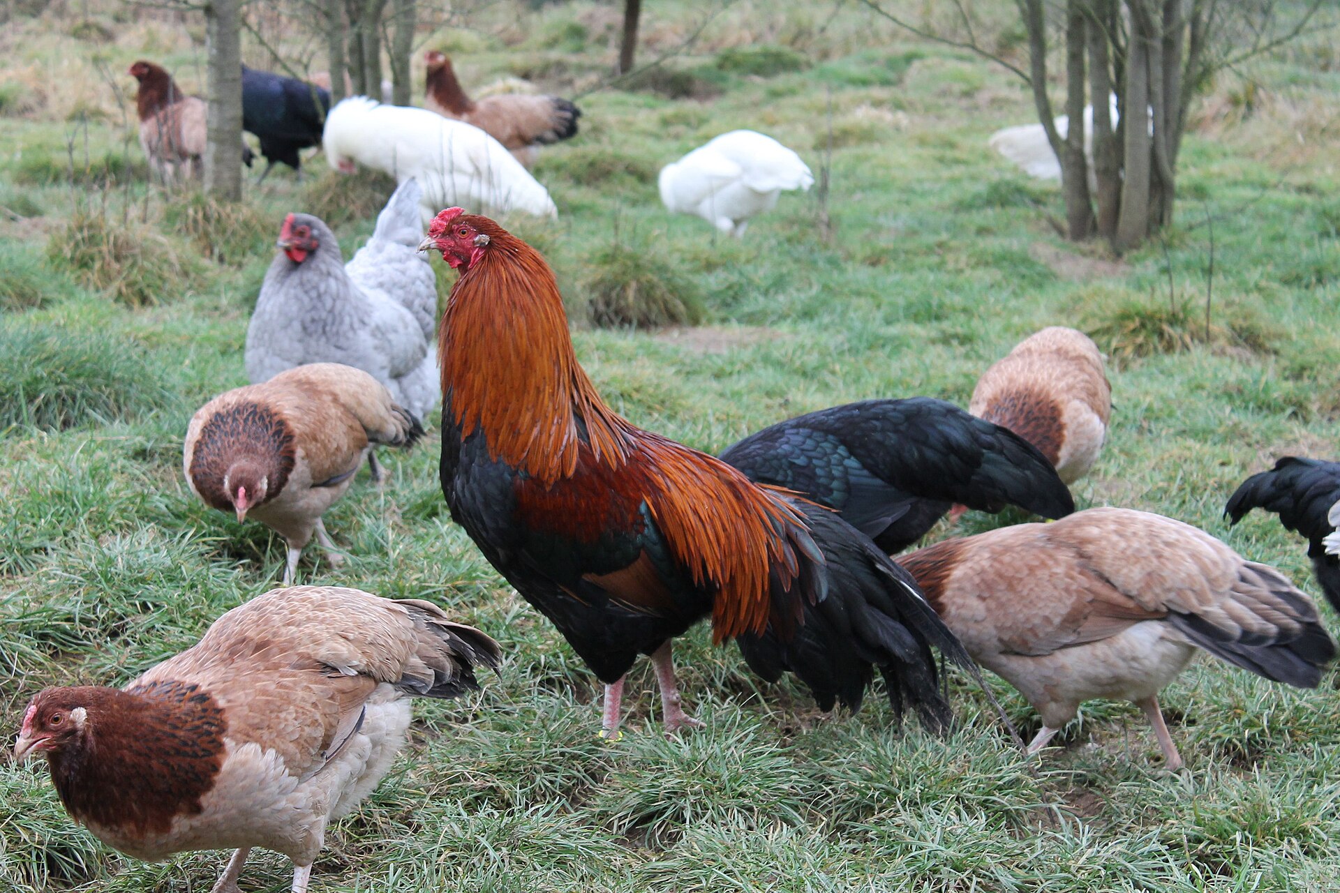 Imagem de referência de Gallus gallus domesticus, descrito nos dados abertos como ave domesticada mantida por humanos primariamente como fonte de alimento