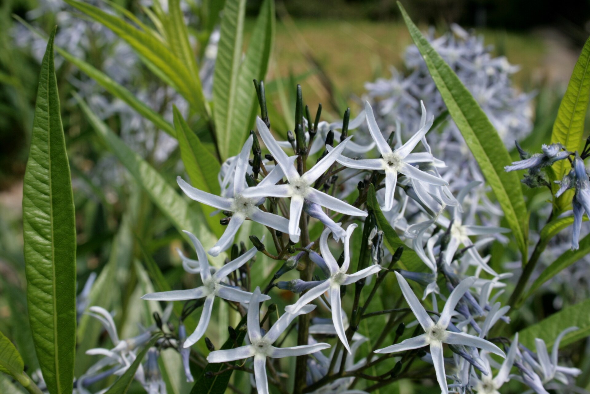 Imagem de referência de Amsonia, descrito nos dados abertos como género de plantas