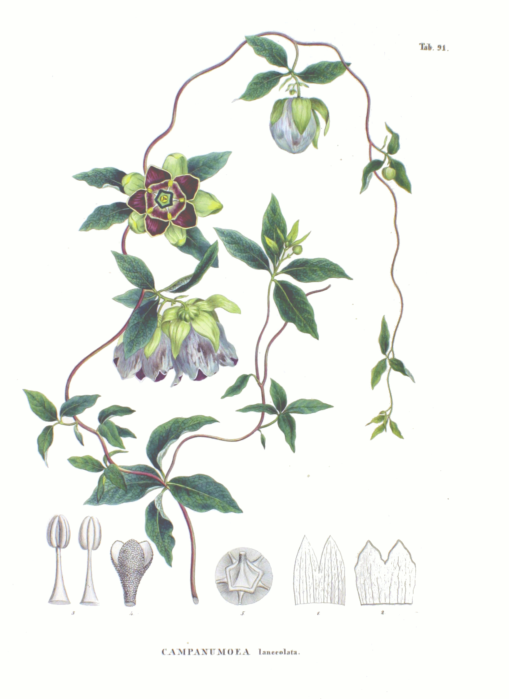 Imagem de referência de Codonopsis, descrito nos dados abertos como género de plantas