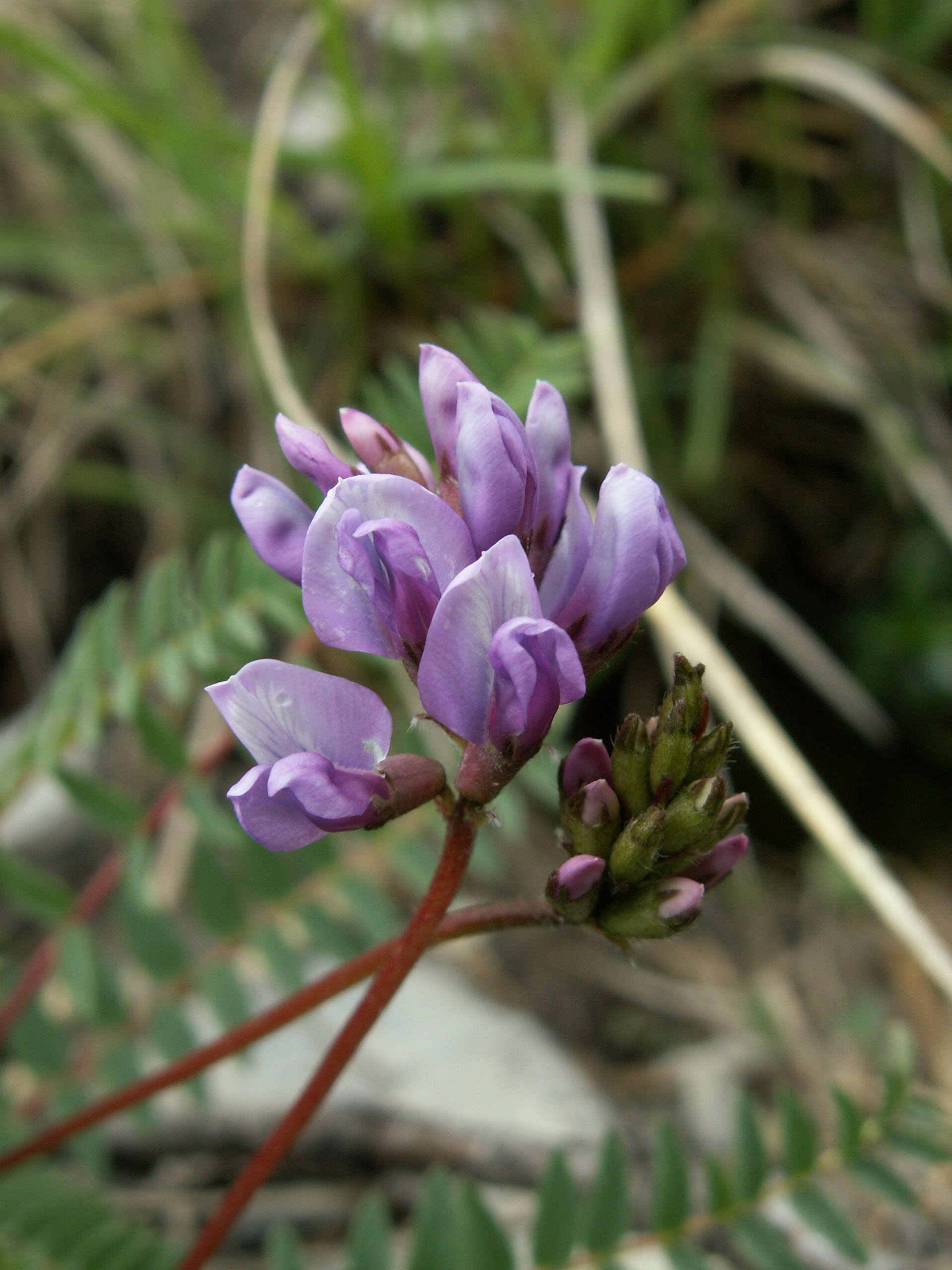 Imagem de referência de Oxytropis, descrito nos dados abertos como género de plantas
