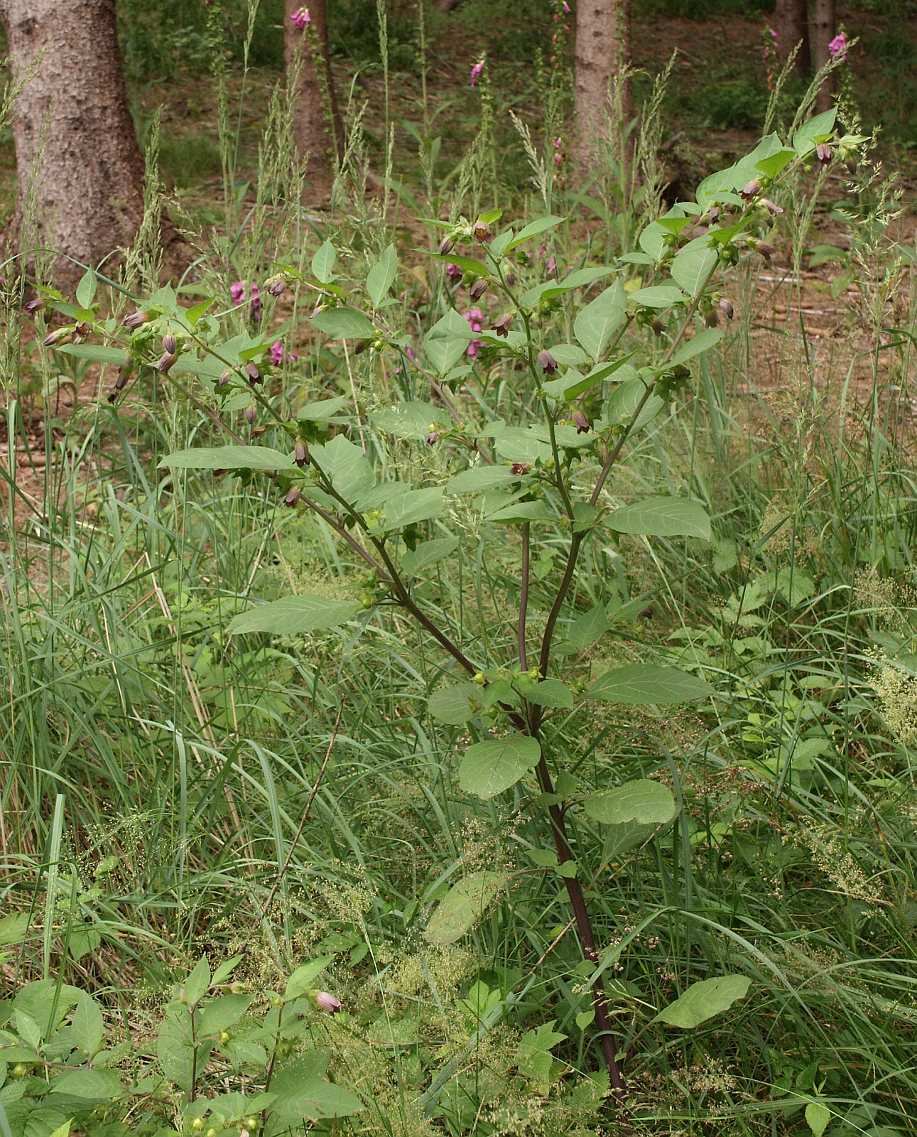 Imagem de referência de Atropa, descrito nos dados abertos como género de plantas