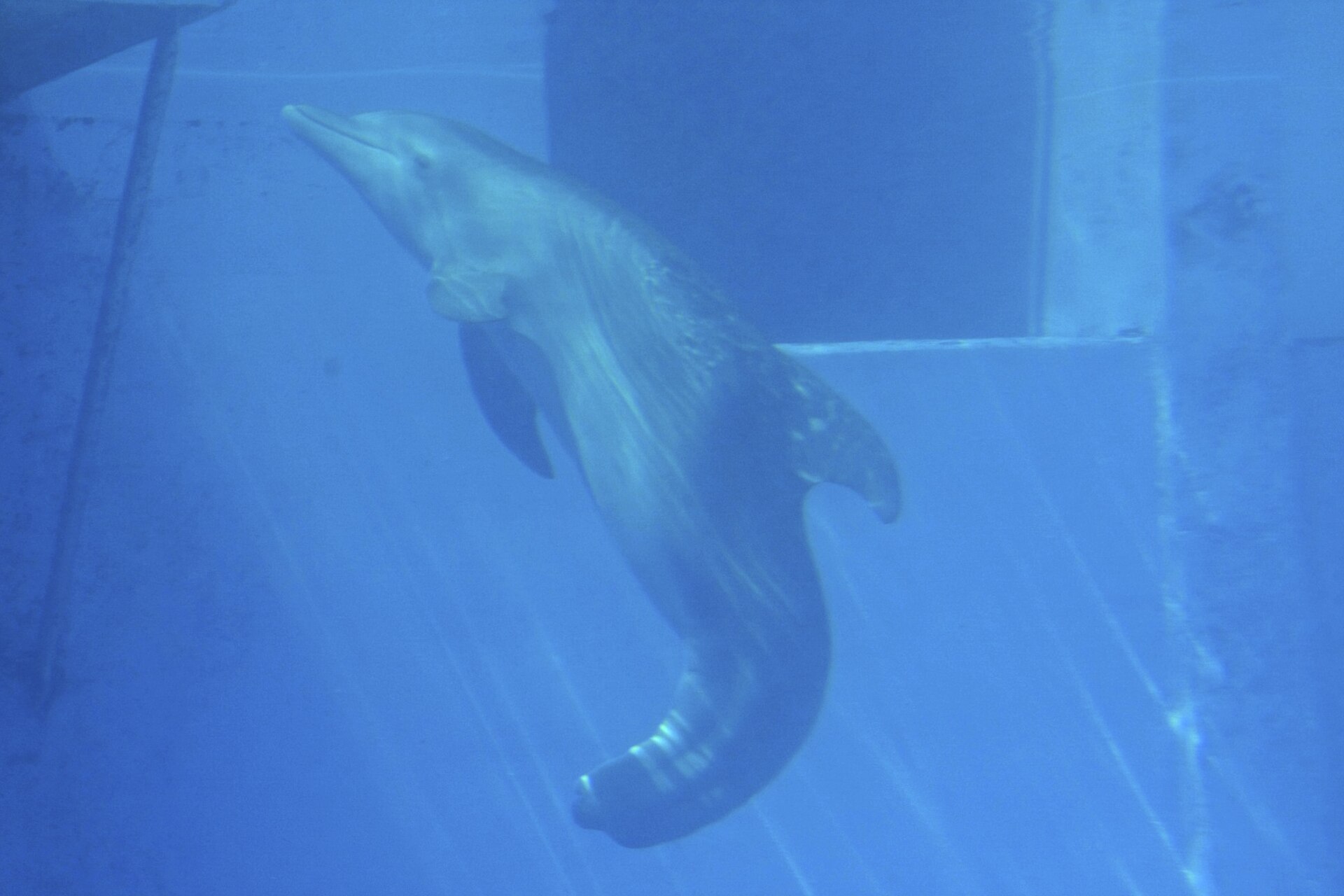 Imagem de referência de Dolphin Tale, descrito nos dados abertos como filme de 2011 dirigido por Charles Martin Smith