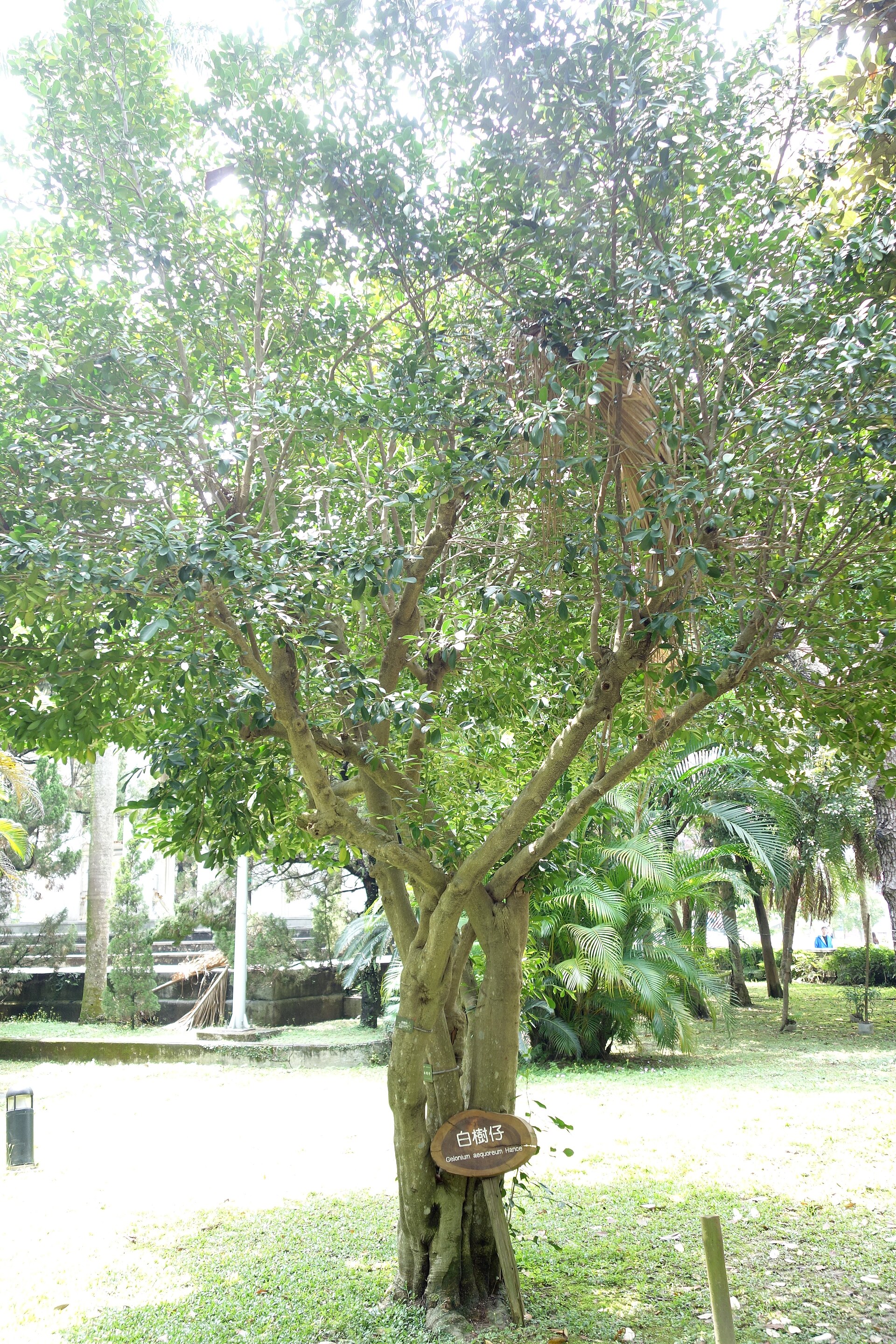 Imagem de referência de Suregada, descrito nos dados abertos como género de plantas