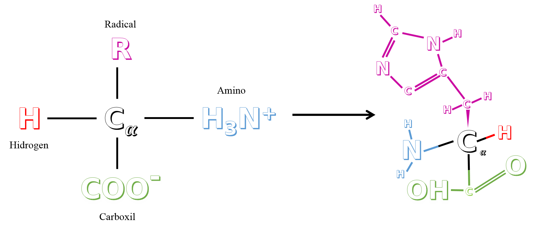 Imagem de referência de aminoácido, descrito nos dados abertos como biomolécula formada por carbono, oxigênio, hidrogênio e nitrogênio