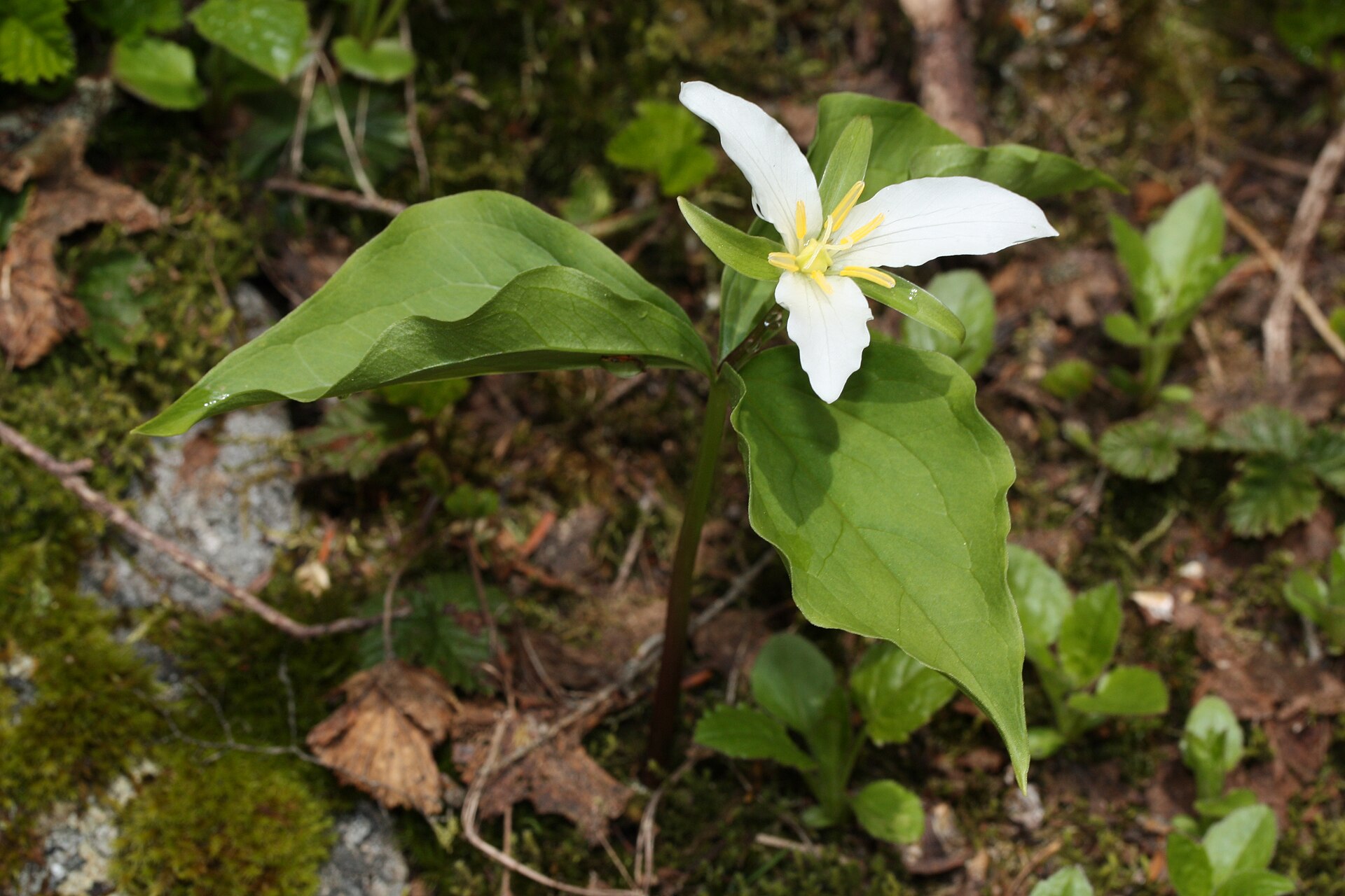 Imagem de referência de Trillium, descrito nos dados abertos como género de plantas