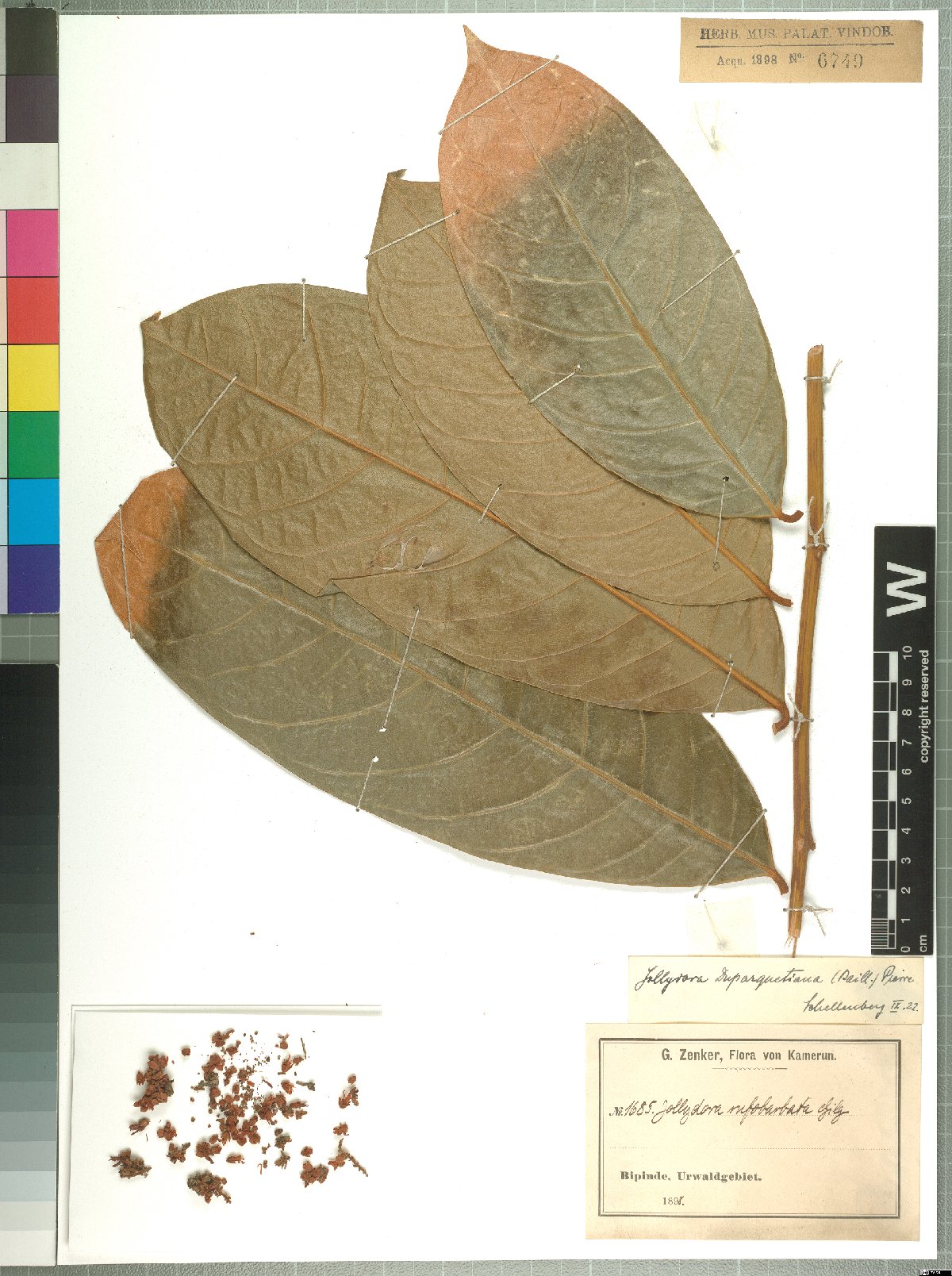 Imagem de referência de Connaraceae, descrito nos dados abertos como família pantropical de plantas com flor da ordem Oxilidales
