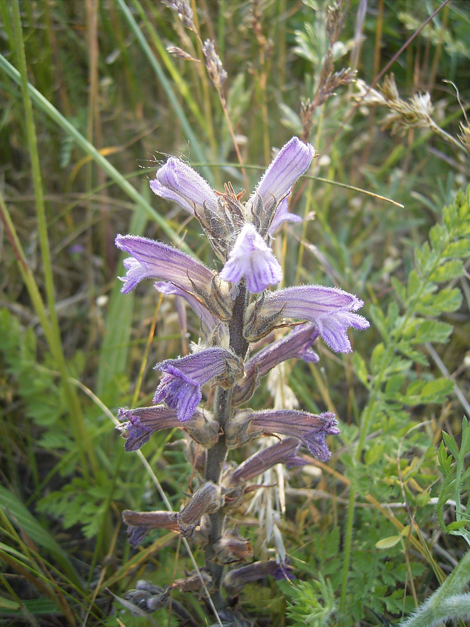 Imagem de referência de Orobanche, descrito nos dados abertos como género de plantas