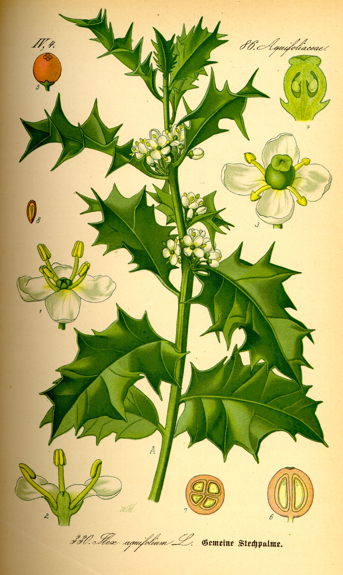 Imagem de referência de Aquifoliaceae, descrito nos dados abertos como família monogenérica de plantas com flor que inclui os azevinhos