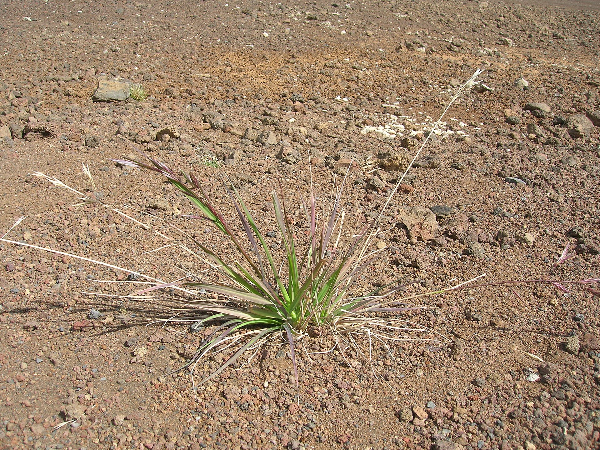 Imagem de referência de Bromus, descrito nos dados abertos como género de plantas