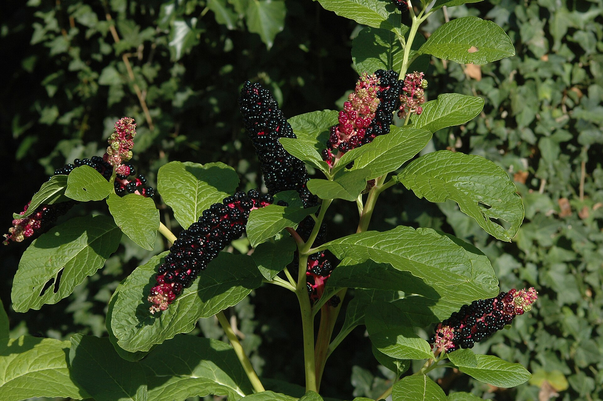 Imagem de referência de Phytolacca, descrito nos dados abertos como género de plantas