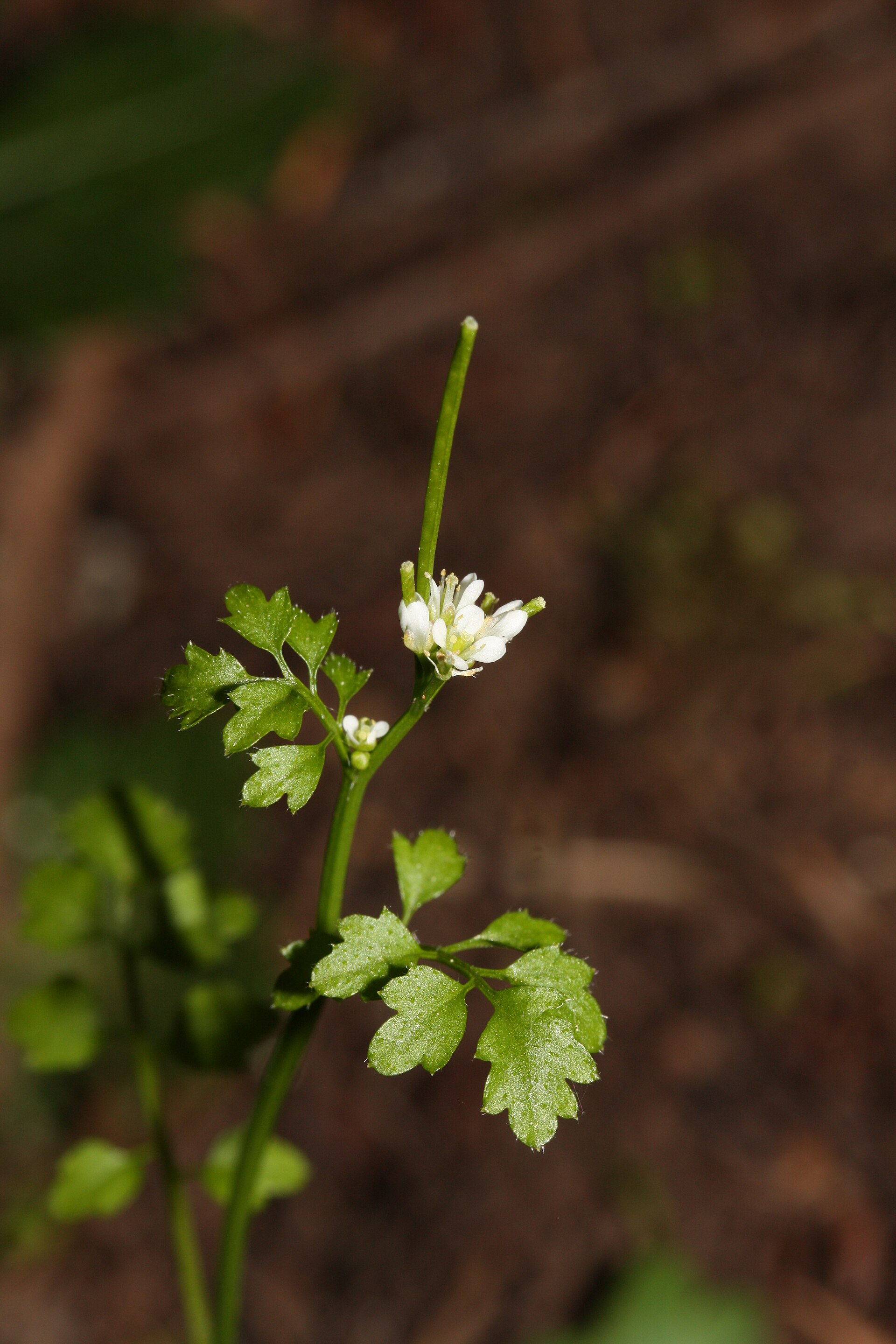 Imagem de referência de Cardamine, descrito nos dados abertos como género de plantas