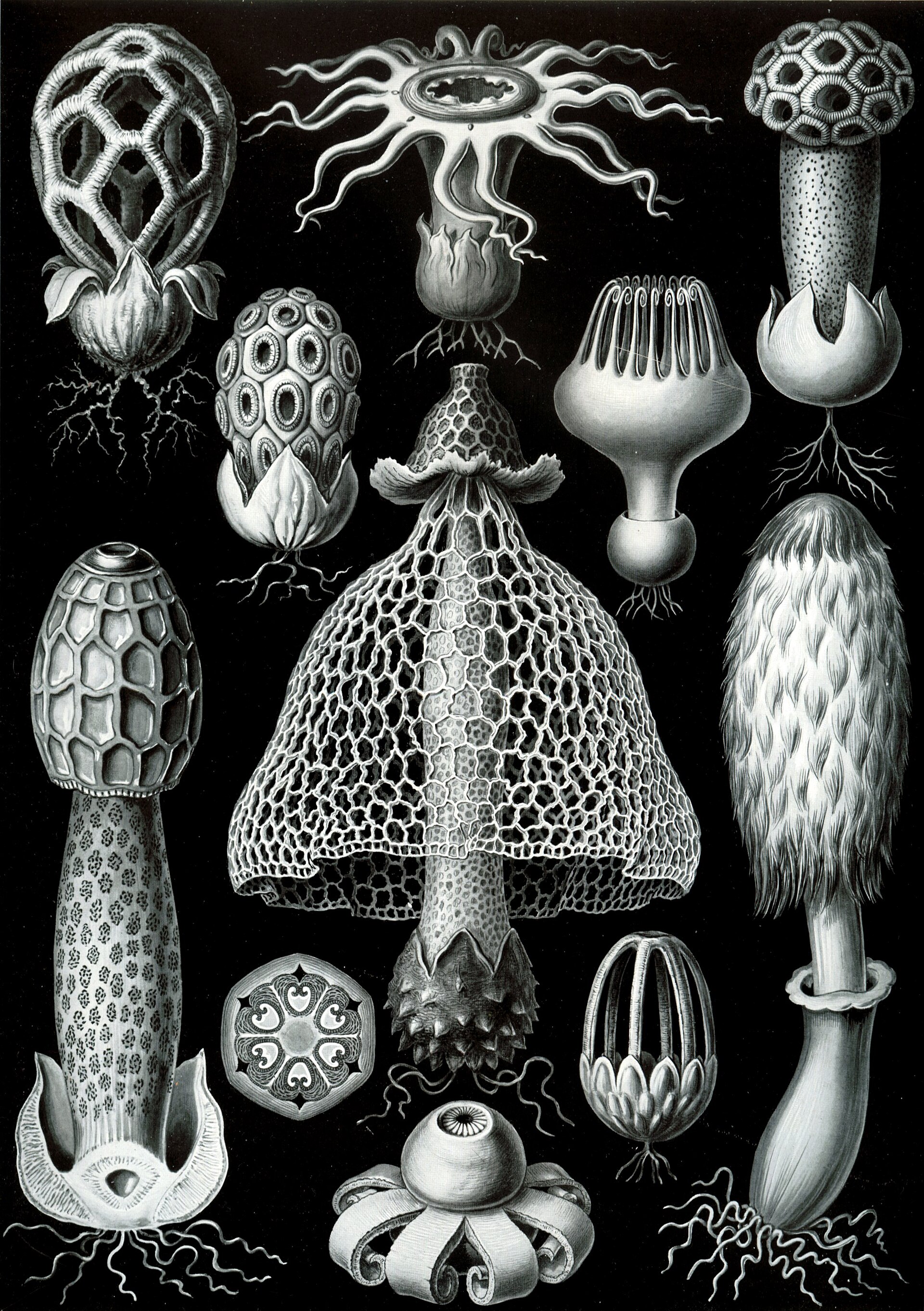 Imagem de referência de Basidiomycota, descrito nos dados abertos como uma das divisões do reino Fungi, contendo muitos dos cogumelos mais comuns