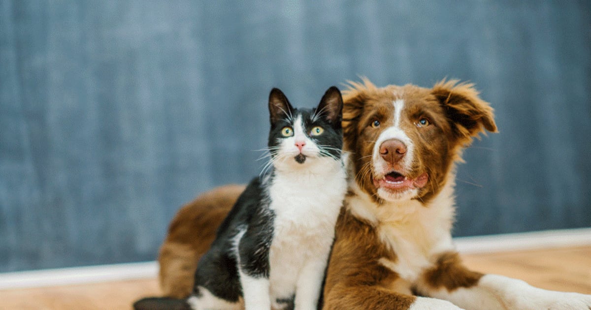 Castramóvel chega ao José Américo, nesta segunda-feira, com 90 vagas para castração de cães e gatos