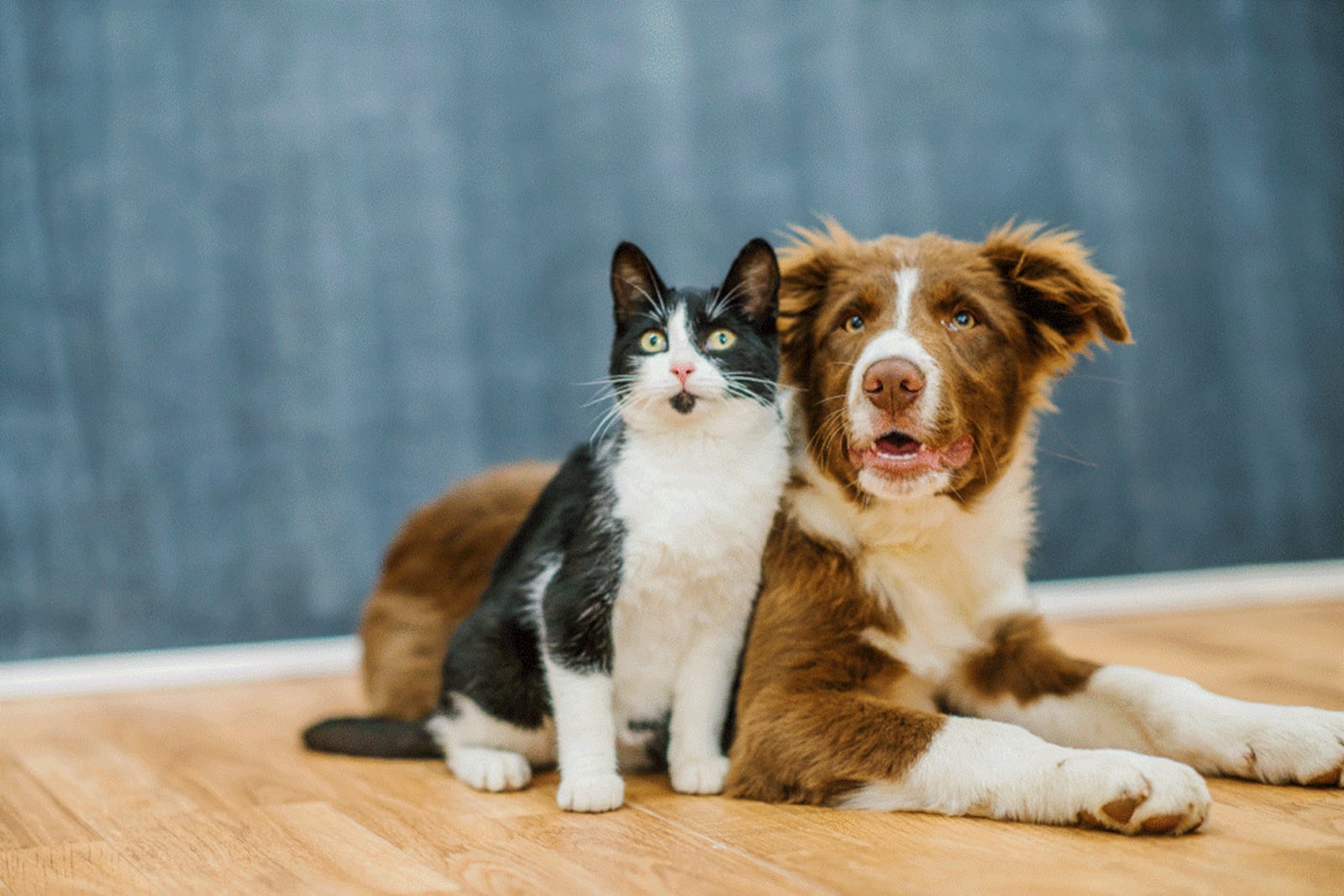 Imagem da matéria: Castramóvel chega ao José Américo, nesta segunda-feira, com 90 vagas para castração de cães e gatos