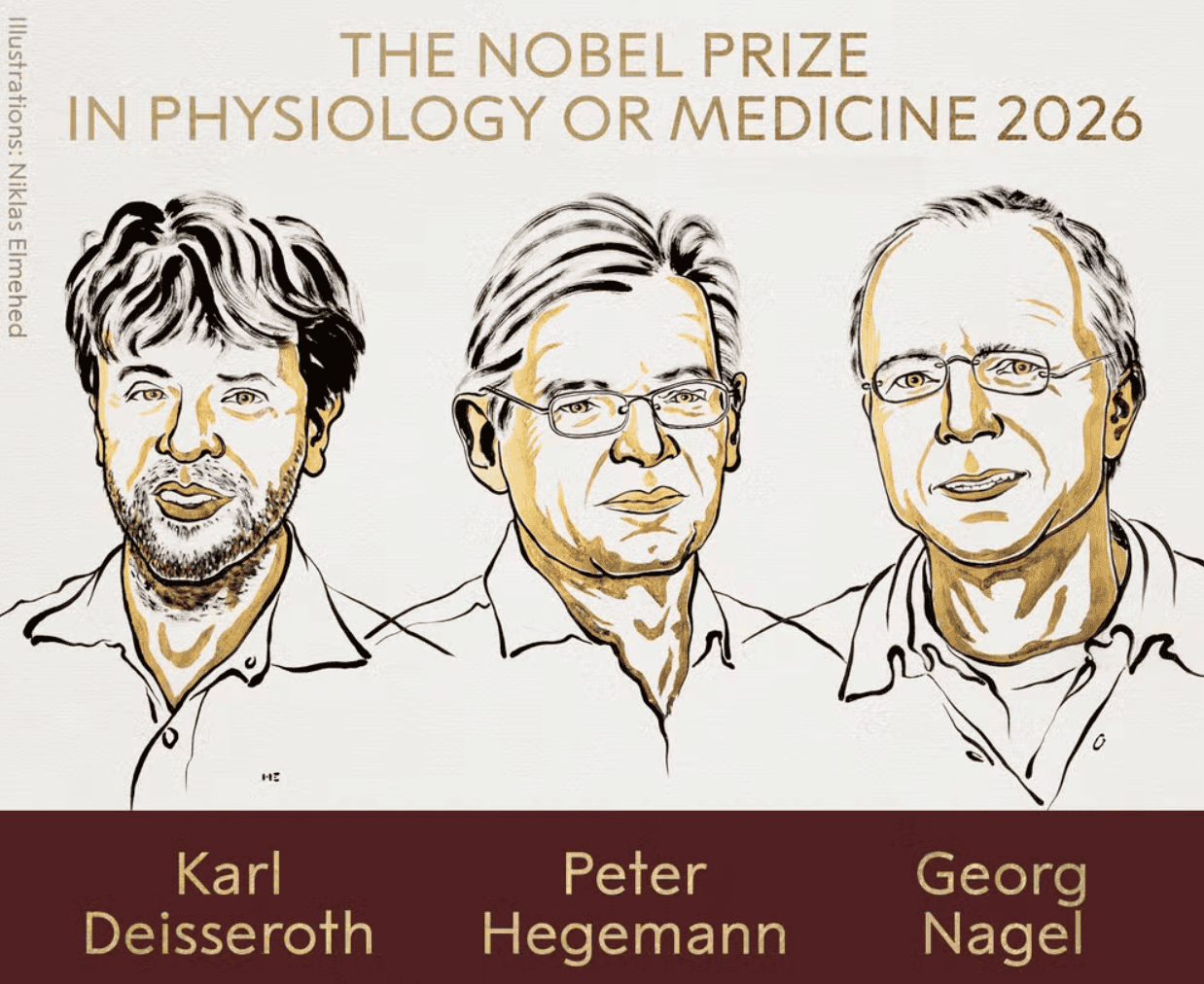 PrĂȘmio Nobel da Medicina: como uma alga ajudou cientistas a criar um âinterruptorâ para o cĂ©rebro