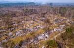 Incêndios na Amazônia reduzem a absorção de carbono pela floresta