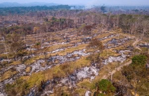 Incêndios na Amazônia reduzem a absorção de carbono pela floresta